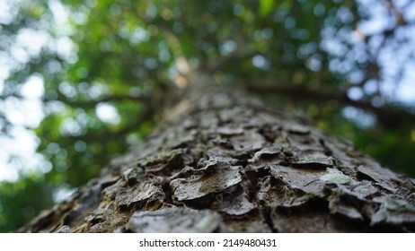 Big Tree Trunk Show From Shot From Below