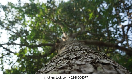 Big Tree Trunk Show From Shot From Below