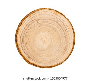 Big tree trunk slice cut from the woods. Textured surface with rings and cracks. Neutral brown background made of hardwood from the forest.