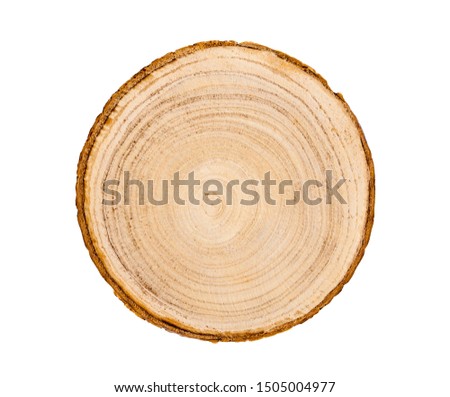 Big tree trunk slice cut from the woods. Textured surface with rings and cracks. Neutral brown background made of hardwood from the forest.