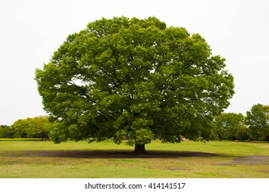 Big Tree Which Giant Sakura Tree Stock Photo 414141517 | Shutterstock