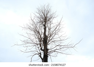 A Big Tree Without Leaves And A Dull Sky.