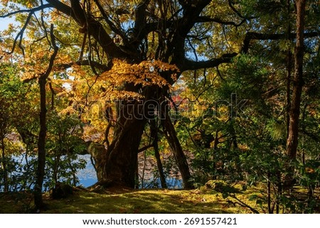 Big tree with yellow maple leaf by pond in Ryoan-ji Temple autumn garden, Kyoto, Japan. Famous travel destination for Zen art garden in fall season..