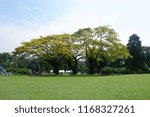 A Big Trees