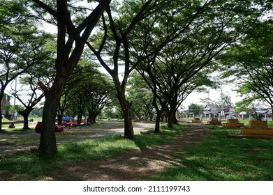 Big Trees In The City Park, Pohon Pohon Yang Besar Dan Rimbun Di Stadion Bola Sultan Agung, Bantu