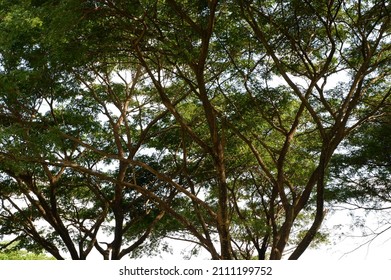 Big Trees In The City Park, Pohon Pohon Yang Besar Dan Rimbun Di Stadion Bola Sultan Agung, Bantu