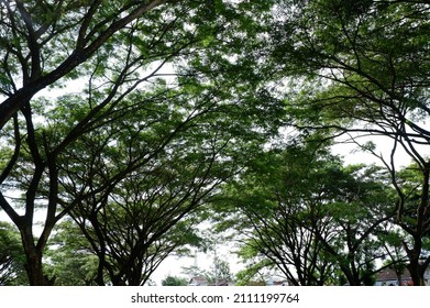 Big Trees In The City Park, Pohon Pohon Yang Besar Dan Rimbun Di Stadion Bola Sultan Agung, Bantul