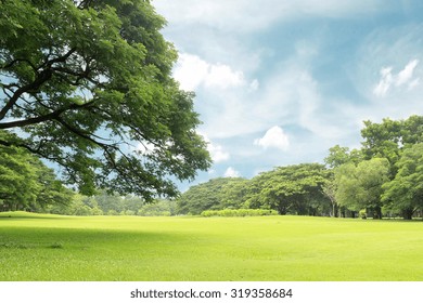 Big Trees In The Garden