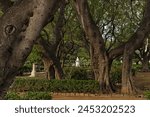 big trees in the Garibaldi park in Palermo