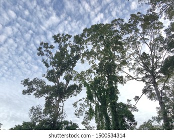 Big trees get in the sun
