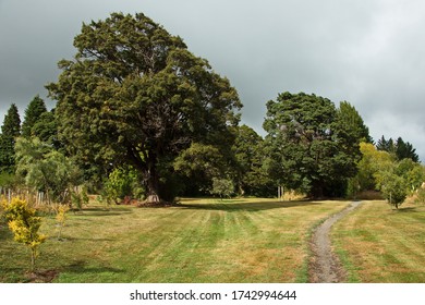 Big trees on Mangawhero Trail in Ohakune,Manawatu-Wanganui Region on North Island of New Zealand
 - Shutterstock ID 1742994644