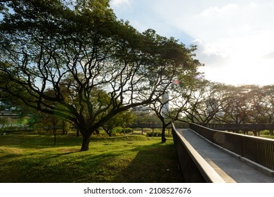 Big trees and skywalk in Benchakitti (Benjakitti) Park, Khlong Toei District of central Bangkok, Thailand.