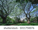 Big trees ,wide view 