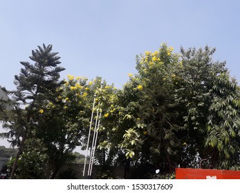 Big Trees Of Yellow Flower And Chrsitmas Tree