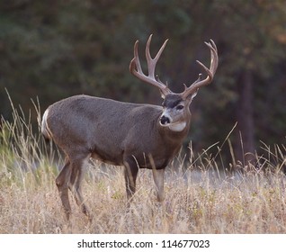 Big Trophy Mule Deer Buck; Western Deer Hunting, Montana