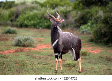 A big trophy Nyala / Inyala bull standing and posing in this image.South Africa