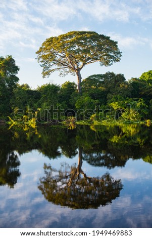 A big tropical tree amidst the lush  Amazonian rainforest at the Guaporé - Itenez riverbank, Ricardo Franco, Vale do Guaporé Indigenous Land, Rondônia, Brazil, bordering Beni Department, Bolívia