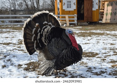 Big turkey on the farm - Powered by Shutterstock