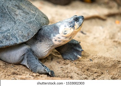 Big Turtle Adult Female Flatback Sea Stock Photo 1533002303 | Shutterstock