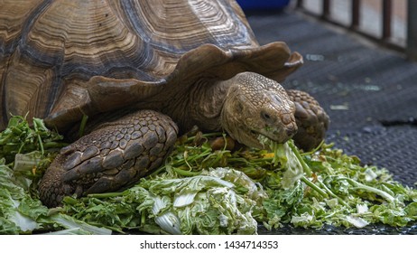 Big Turtle Eating Food Close Stock Photo 1434714353 