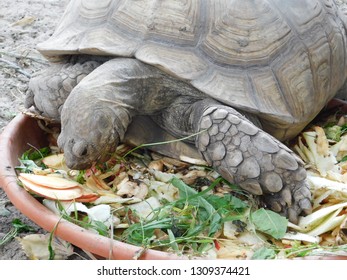 102 Turtle eating apple Images, Stock Photos & Vectors | Shutterstock