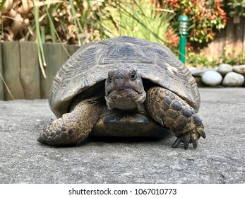 Big Turtle in the Garden. - Shutterstock ID 1067010773