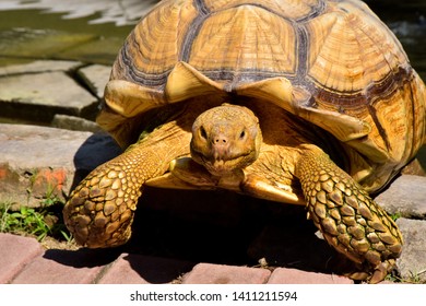 608 Turtle Moving Slowly Images, Stock Photos & Vectors | Shutterstock