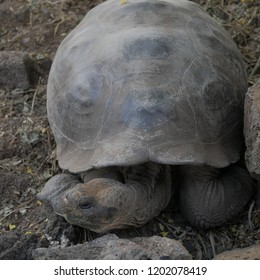 Big Turtle At Galápagos National Park, Ecuador, Santa Cruz. Huge Ancient Turtles Lives There In Peace.