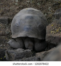 Big Turtle At Galápagos National Park, Ecuador, Santa Cruz. Huge Ancient Turtles Lives There In Peace.