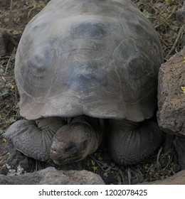 Big Turtle At Galápagos National Park, Ecuador, Santa Cruz. Huge Ancient Turtles Lives There In Peace.