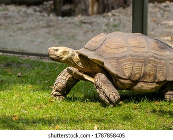 Big turtle in a sunshine