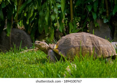 big turtle walking in the grass
