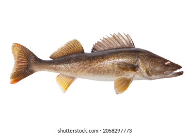 Big twenty six and a half inch walleye isolated on a white background