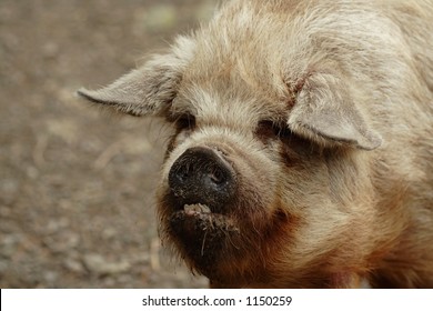 big naked greasy pigs Big naked greasy pigs