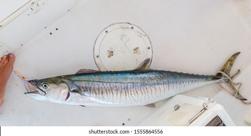 Big Wahoo (spanish mackerel, king fish) catch from sailing yacht. Fishing in Indian ocean near Phuket island, Thailand. Real luck of the fisherman is a trophy fish predator with big teeth