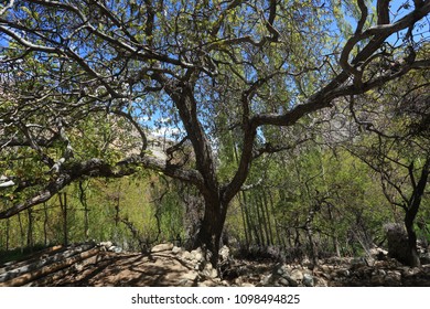 big Walnuts tree