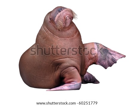 Big Walrus isolated on pure white background