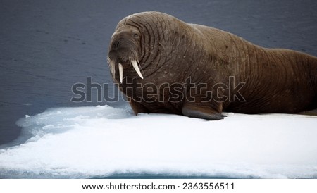 A big walrus standing on a pile of ice