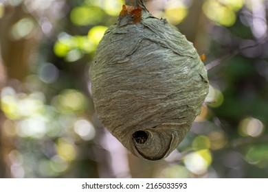 Big Wasp Nest Hanging Off A Tree In The Woods