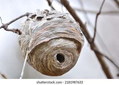 Big Wasp Nest Hanging From Tree