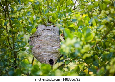 5,373 Wasp nest tree Images, Stock Photos & Vectors | Shutterstock