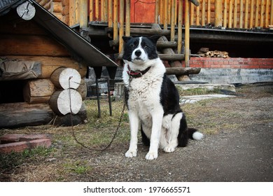 Big watchdog on chains near a wooden dog house