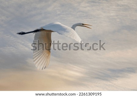 big water bird flying, Great Egret, Ardea alba