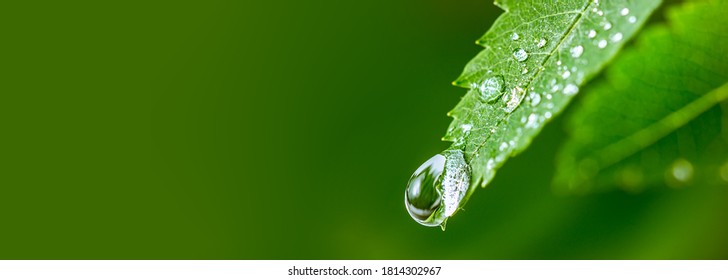 Big water drop Water on green leaf. Beautiful leaf with drops of water. Environment Concept. Photo of rain drops falling from a leaf. Long wide banner. Copy space for your design.