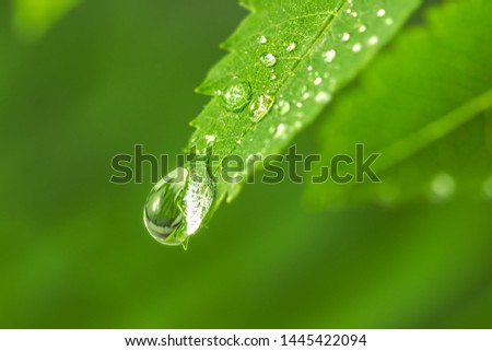Big water drop on the green grass. Dew drop in the morning on a green leaf. green leaf with drops of water. Big beautiful drops of transparent rainwater on green leaves. with copy space