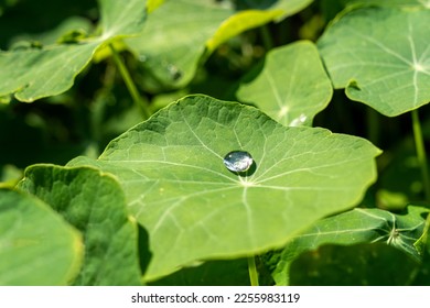 Big water drop on leaf - Shutterstock ID 2255983119