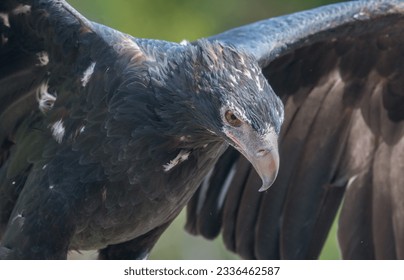 Big Wedge Tail Eagle opening it's wings