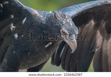Big Wedge Tail Eagle opening it's wings
