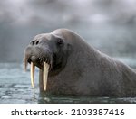 Big wet walrus lat. Odobenus rosmarus is a pinniped animal on the surface of the water with whiskers and white fangs close-up