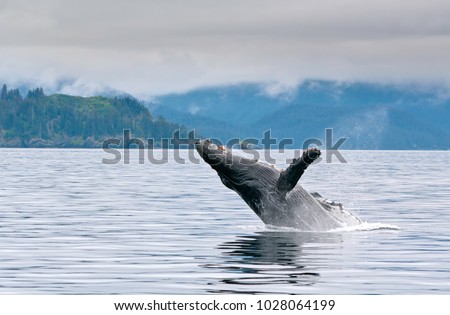 A big whale breaching in the Alaskan ocean near Seward with water splash